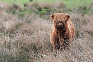 Highland_Cow.gif